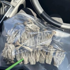 Premium dried Psilocybe cubensis magic mushrooms showing golden brown caps and stems inside a glass bowl