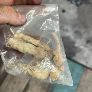 Premium dried B+ Magic Mushrooms for botanical collection