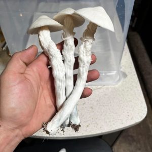 Premium pure white Albino Avery Magic Mushrooms dried for botanical use